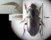 Harpalus anxius